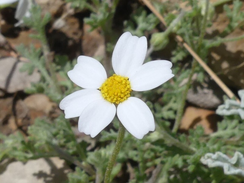 Anthemis odontostephana photo 2