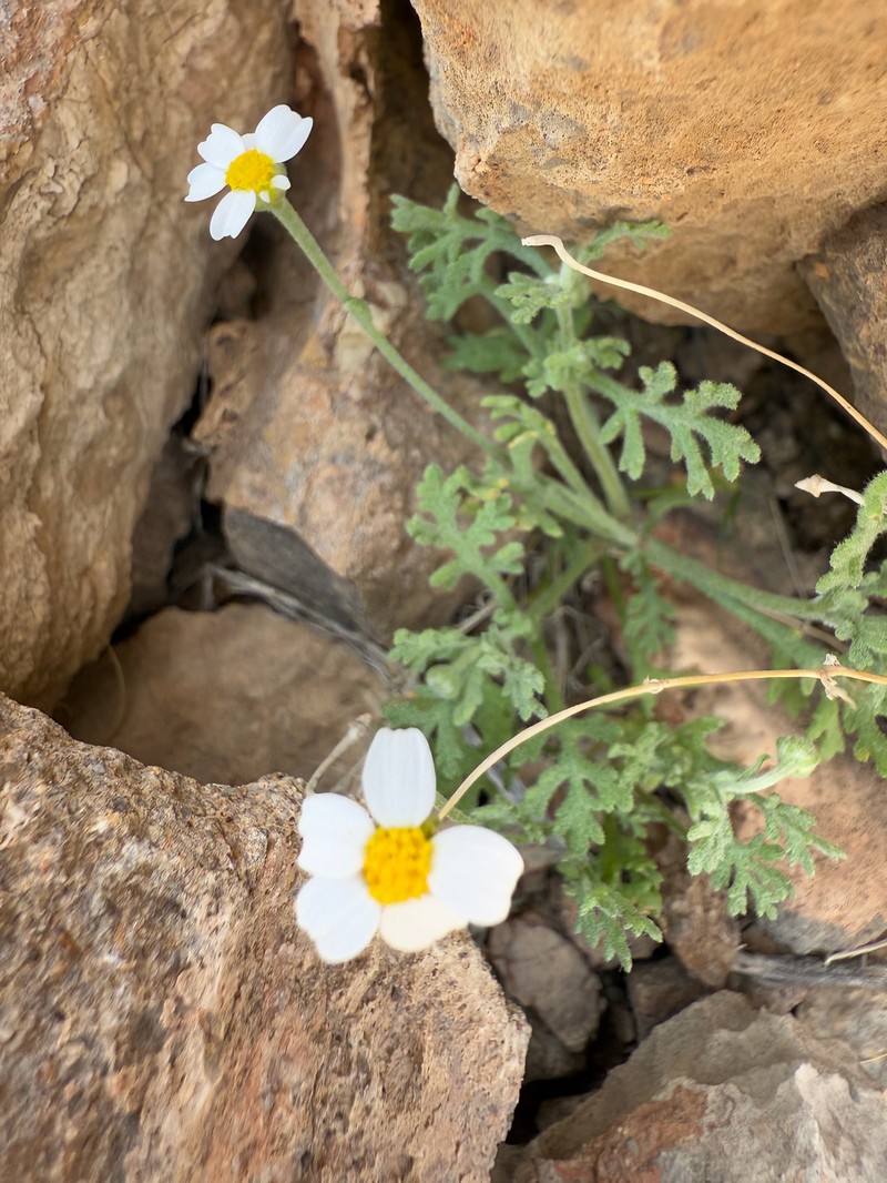 Anthemis odontostephana photo 5