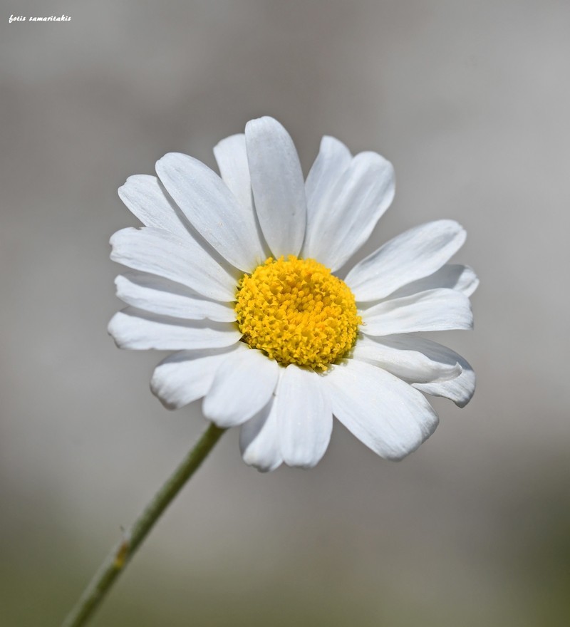 Anthemis pasiphaes photo 2