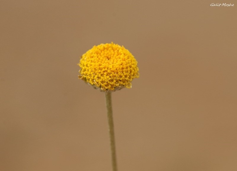 Anthemis pauciloba photo 2