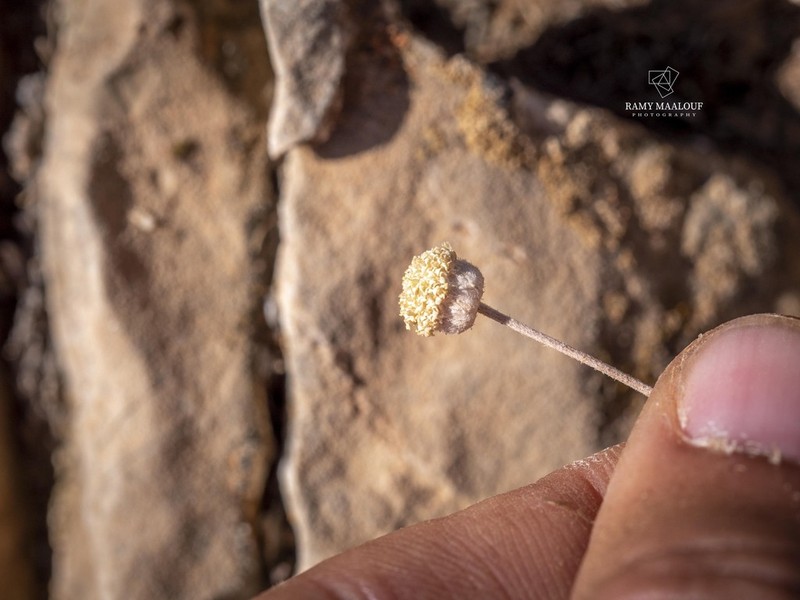Anthemis pauciloba photo 3
