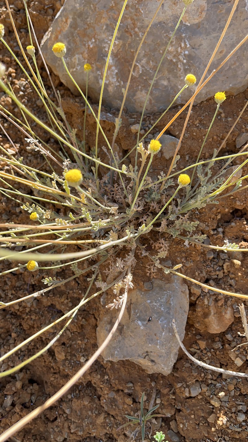 Anthemis pauciloba photo 4