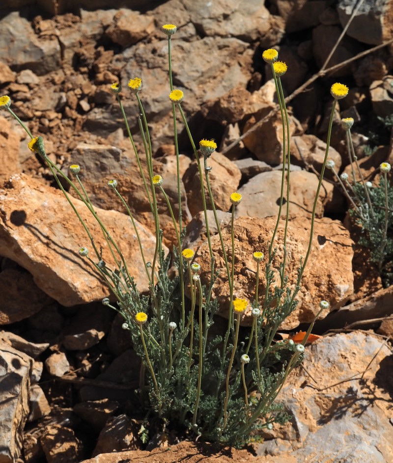 Anthemis pauciloba photo 5