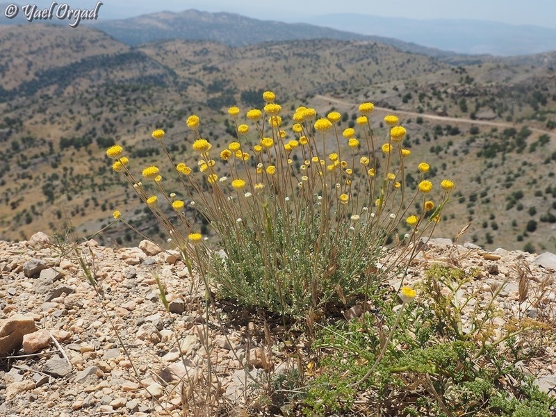Anthemis pauciloba photo 6