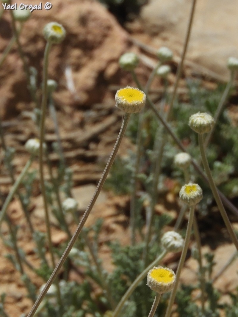 Anthemis pauciloba photo 7