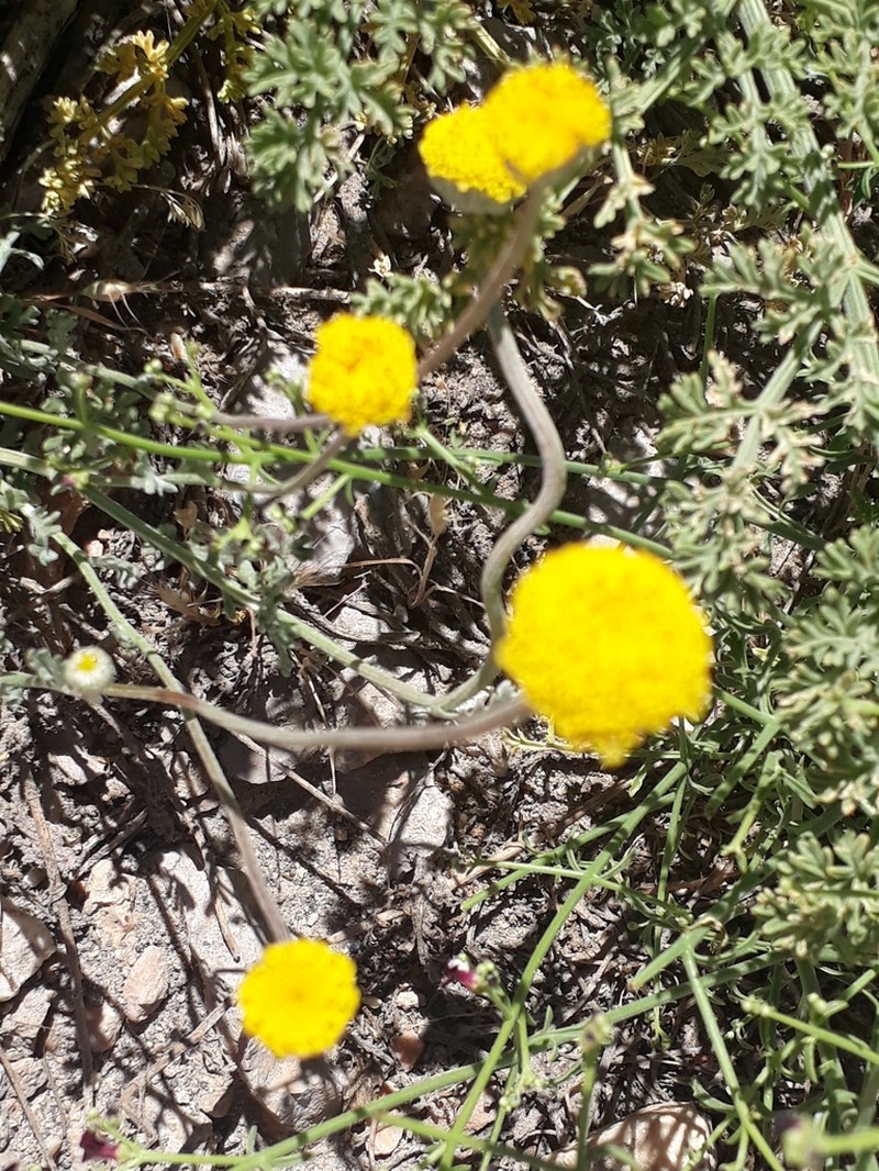 Anthemis pauciloba photo 8