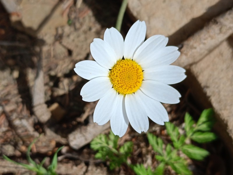 Anthemis pedunculata