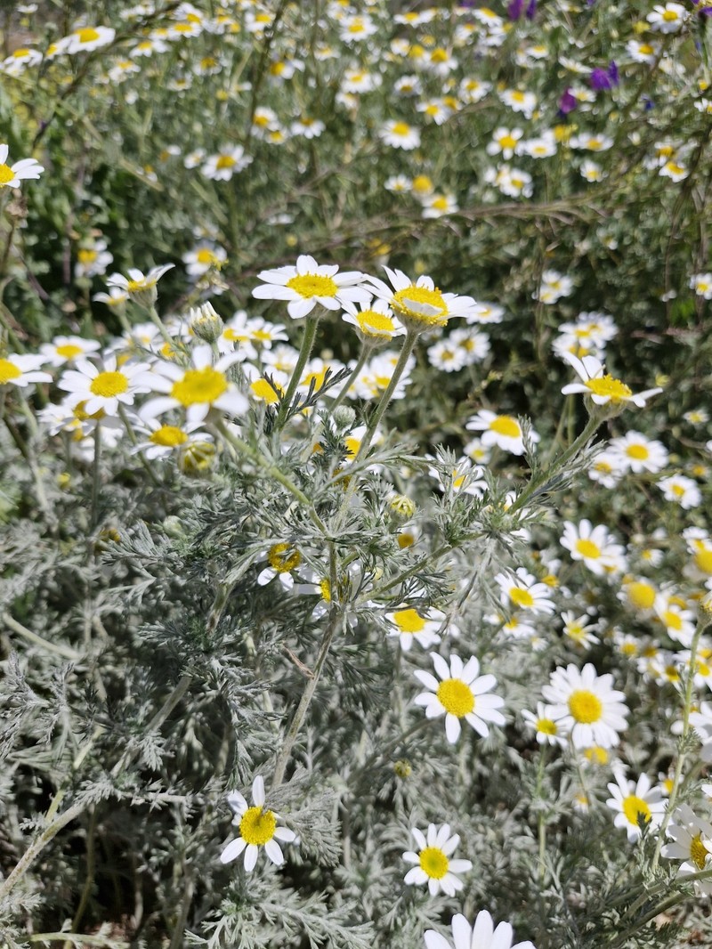 Anthemis pedunculata photo 7
