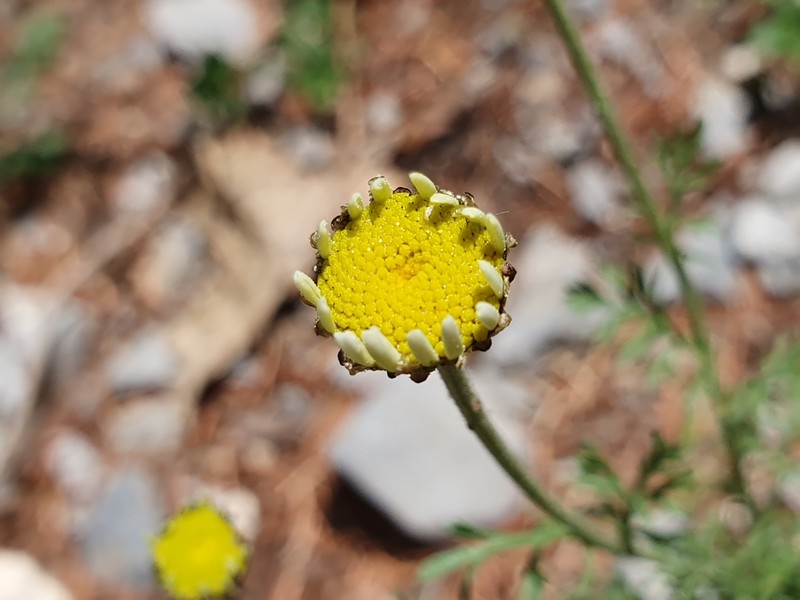 Anthemis pedunculata subsp. atlantica