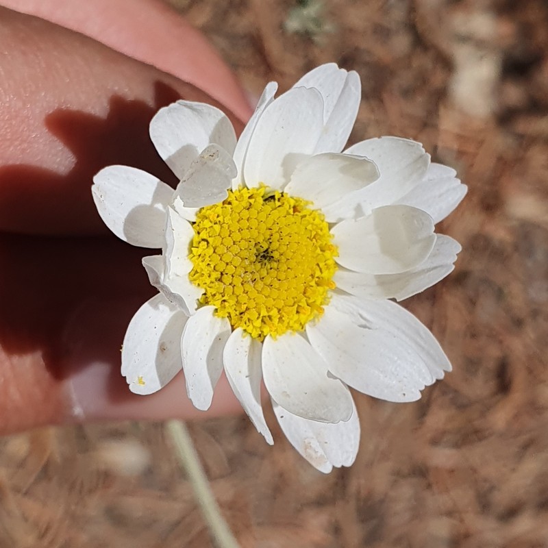 Anthemis pedunculata subsp. atlantica photo 2