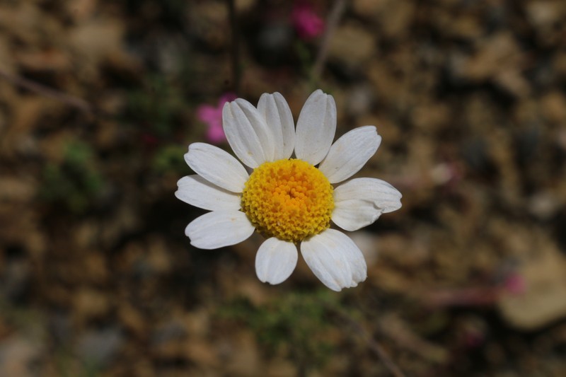 Anthemis pedunculata subsp. atlantica photo 3