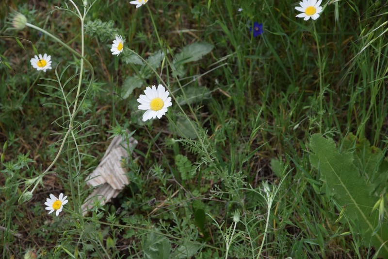 Anthemis pedunculata subsp. clausonis