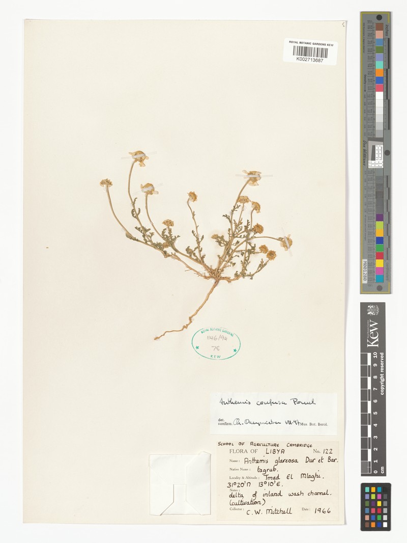 Anthemis pedunculata subsp. clausonis photo 2