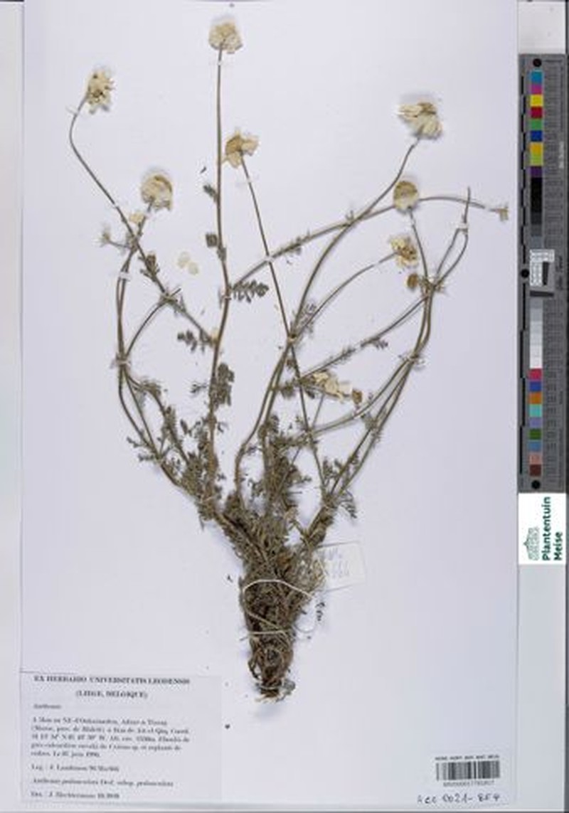 Anthemis pedunculata subsp. pedunculata