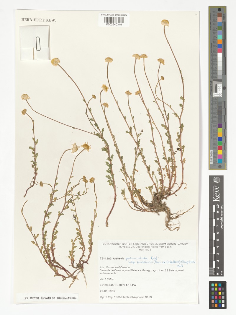 Anthemis pedunculata subsp. turolensis