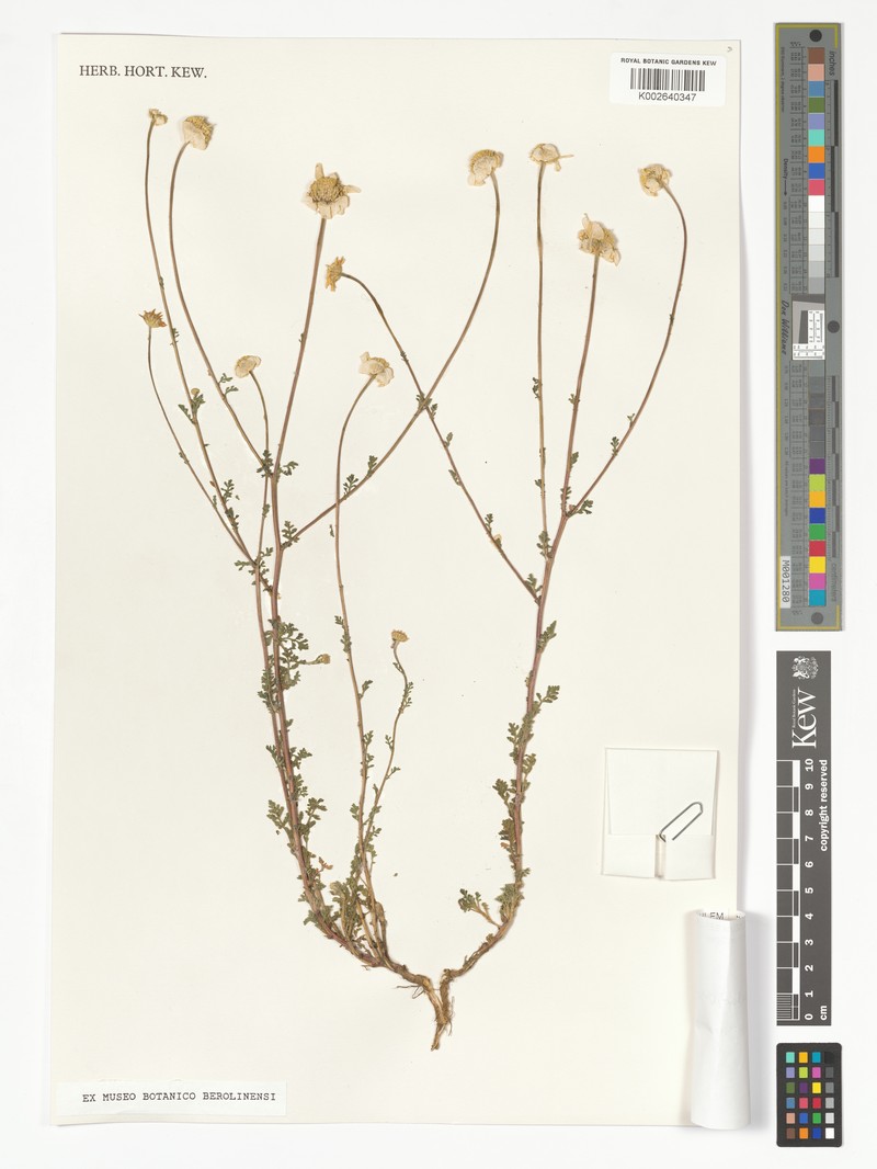 Anthemis pedunculata subsp. turolensis photo 2