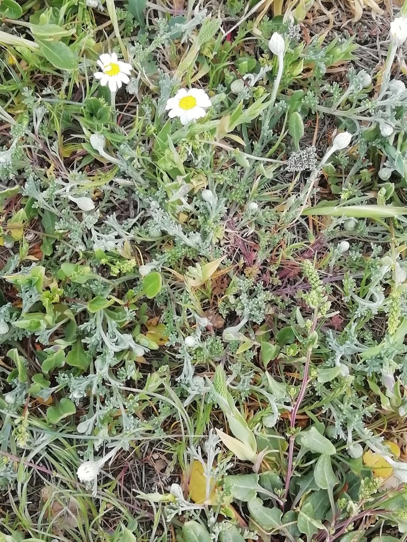 Anthemis peregrina
