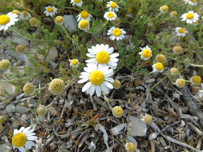 Anthemis peregrina photo 2
