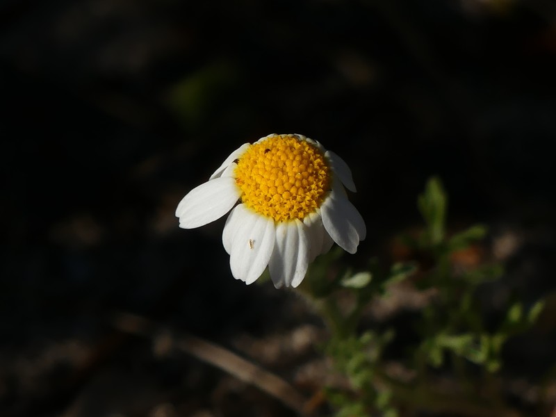 Anthemis peregrina photo 3
