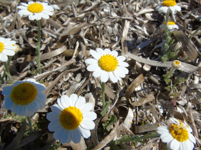 Anthemis peregrina photo 4