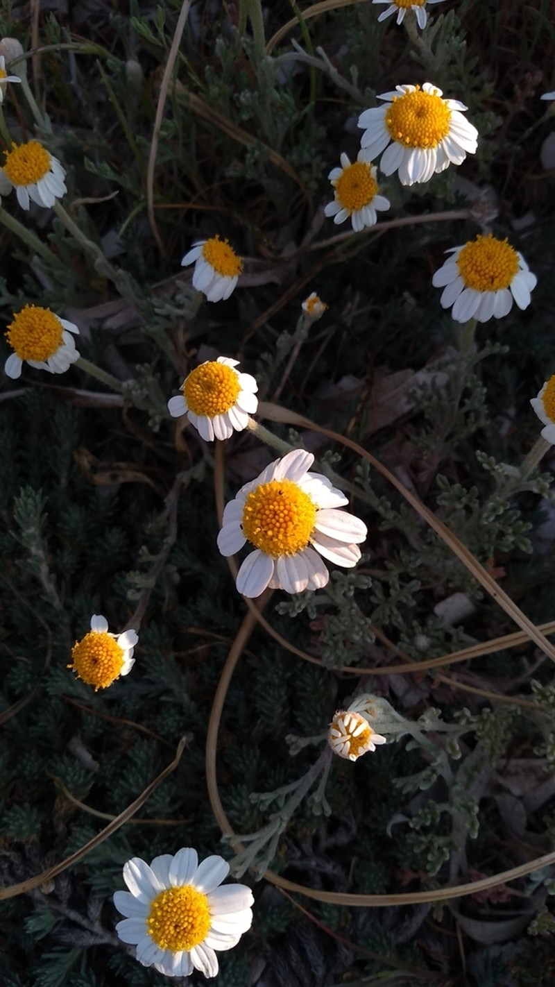 Anthemis peregrina photo 5