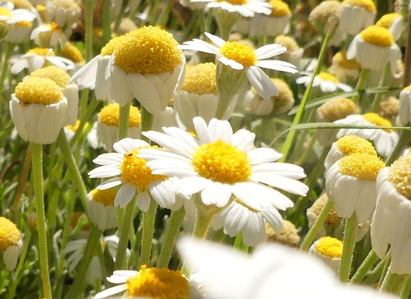 Anthemis peregrina photo 6