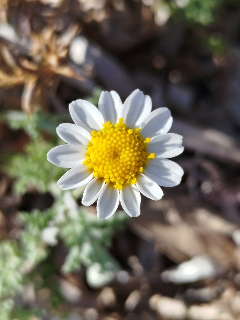 Anthemis peregrina photo 7