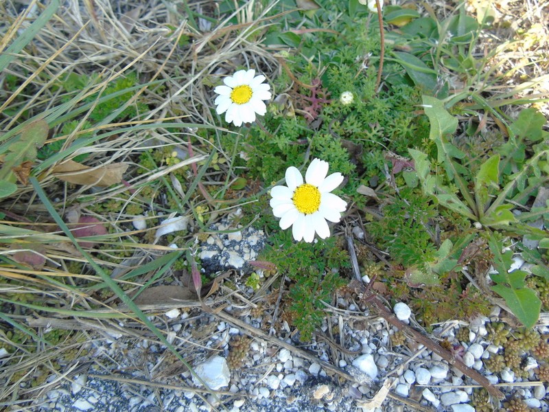 Anthemis peregrina photo 8