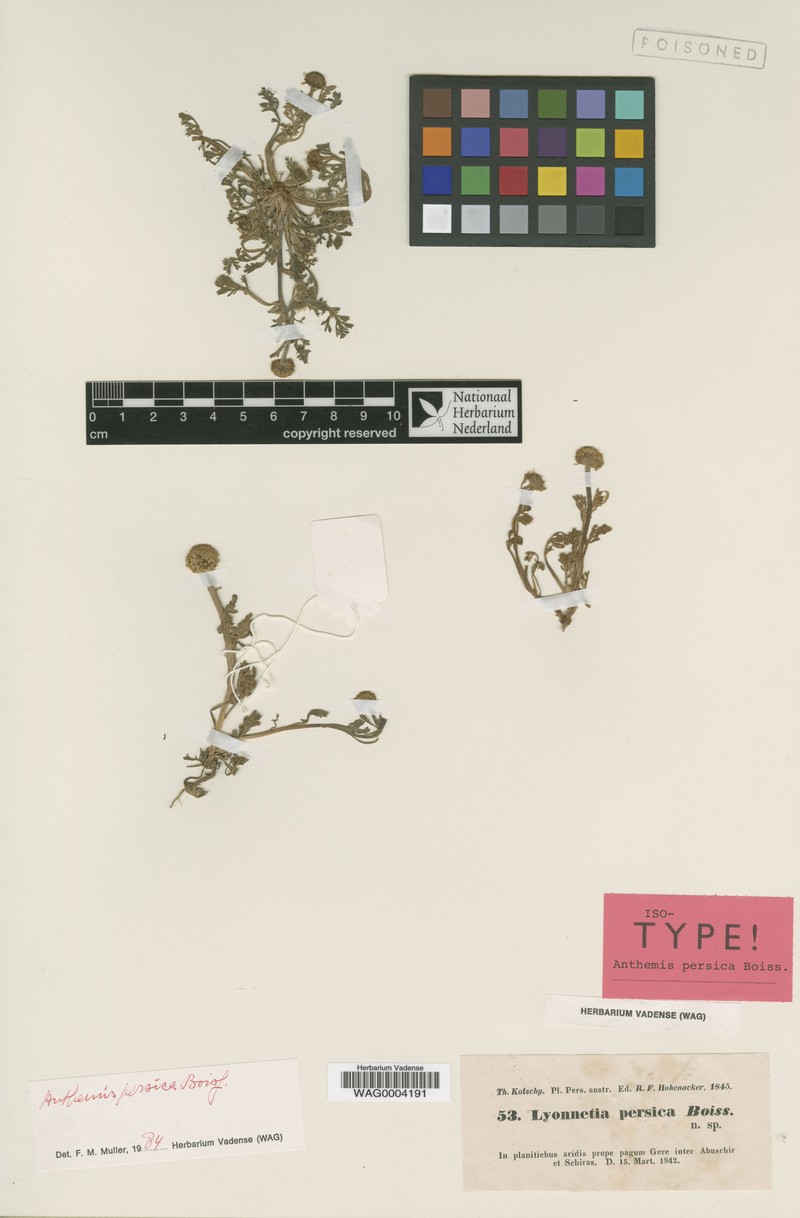 Anthemis persica