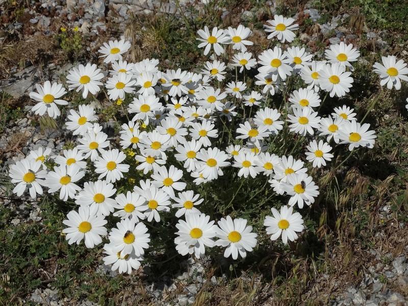 Anthemis pindicola photo 2