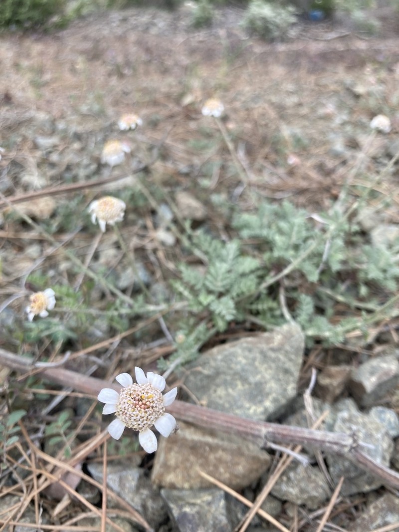 Anthemis plutonia photo 5