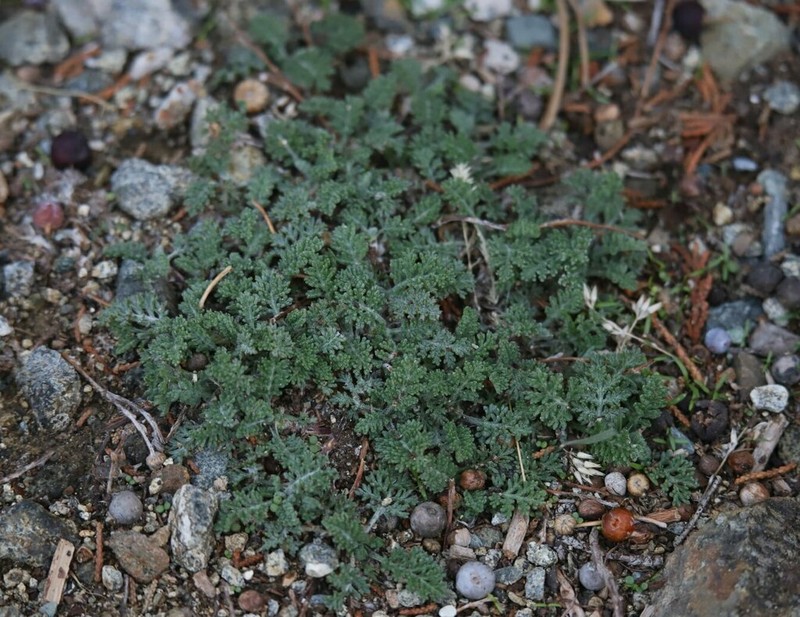 Anthemis plutonia photo 6
