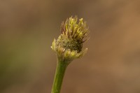 Anthemis pseudocotula