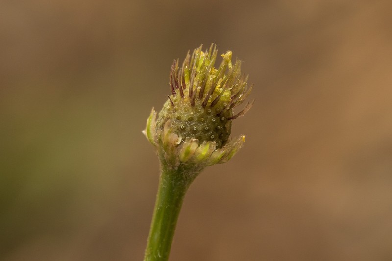 Anthemis pseudocotula