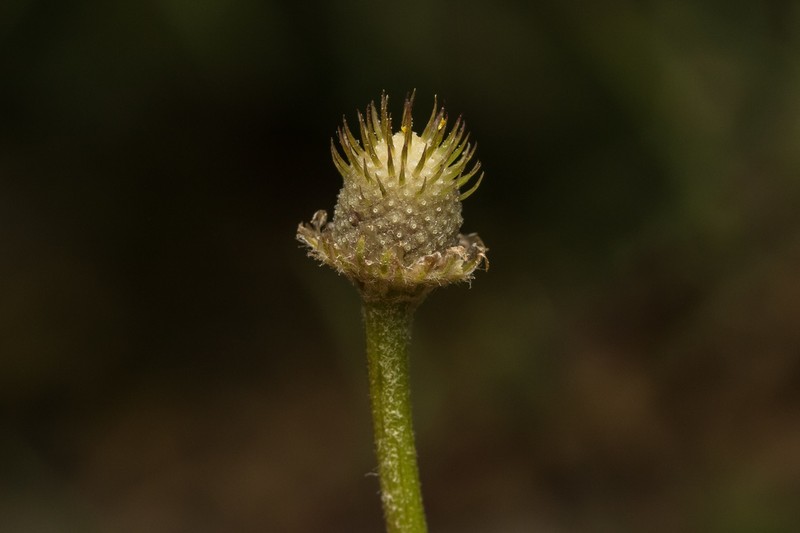 Anthemis pseudocotula photo 2