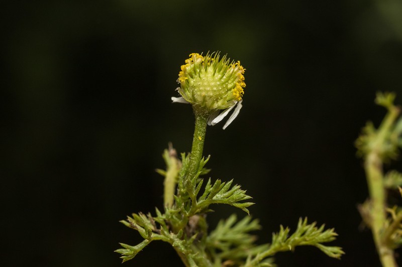 Anthemis pseudocotula photo 3