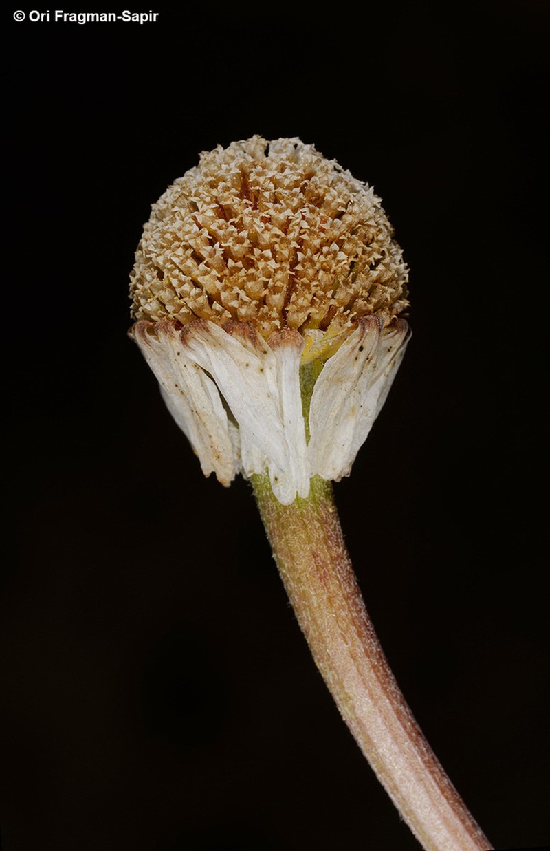 Anthemis pseudocotula photo 4