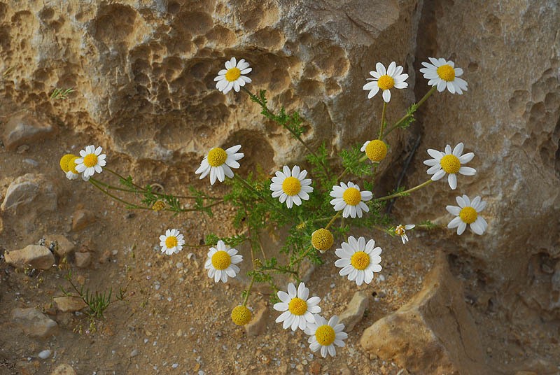 Anthemis pseudocotula photo 5