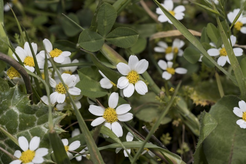 Anthemis pseudocotula photo 6