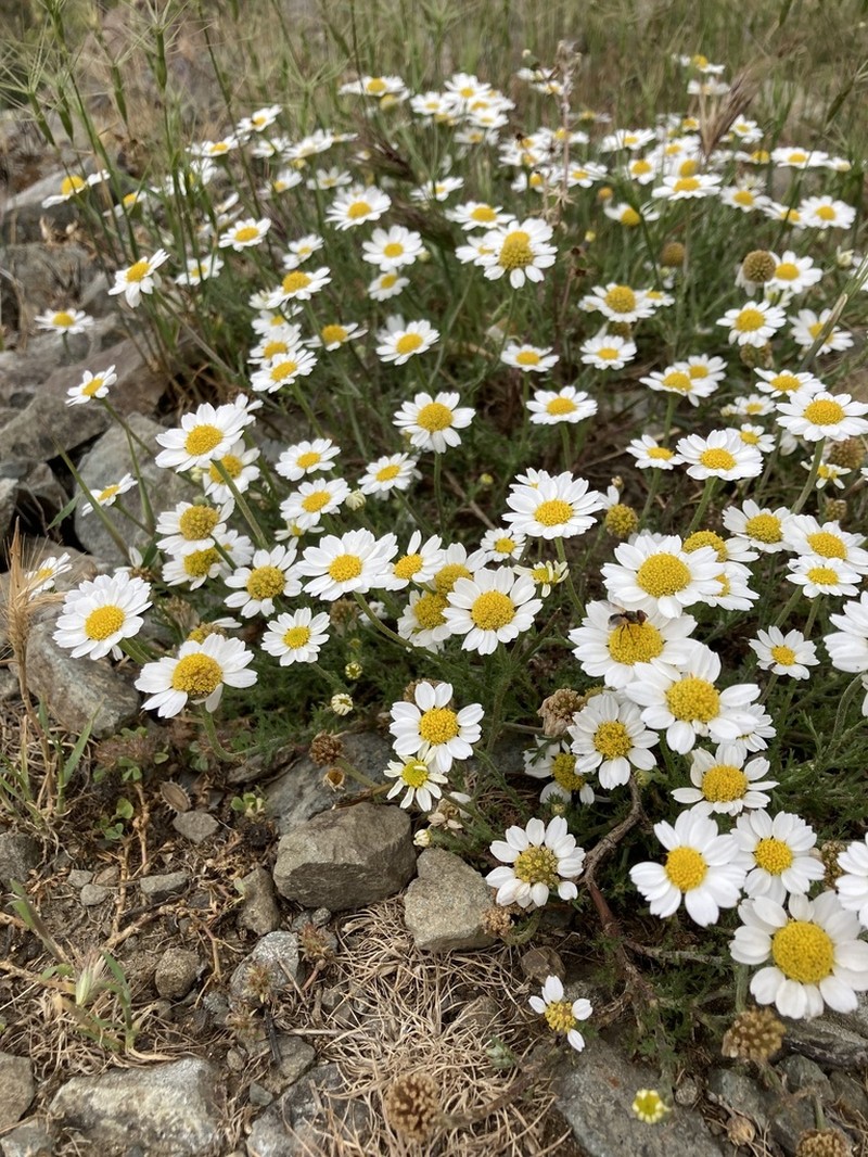 Anthemis pseudocotula photo 7