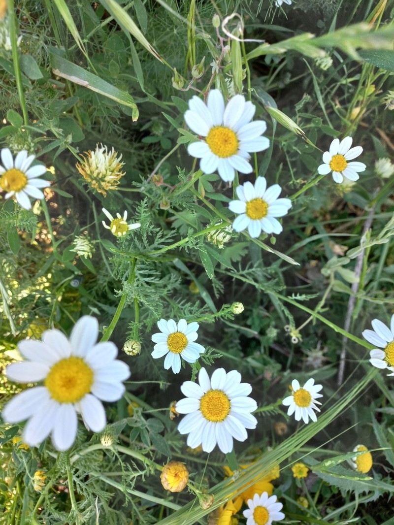 Anthemis pseudocotula photo 8