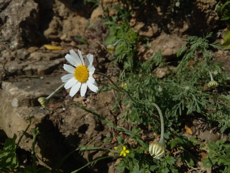 Anthemis punctata photo 2