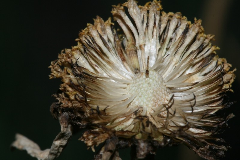 Anthemis punctata photo 4