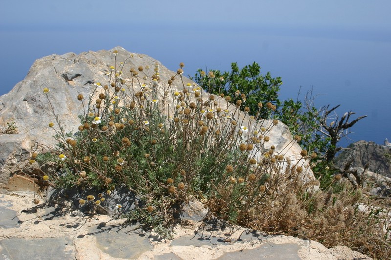 Anthemis punctata photo 6