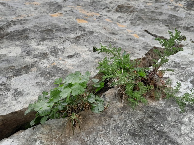 Anthemis punctata subsp. kabylica