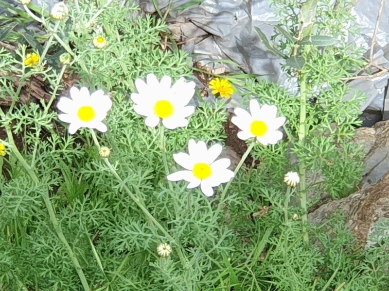 Anthemis punctata subsp. kabylica photo 2