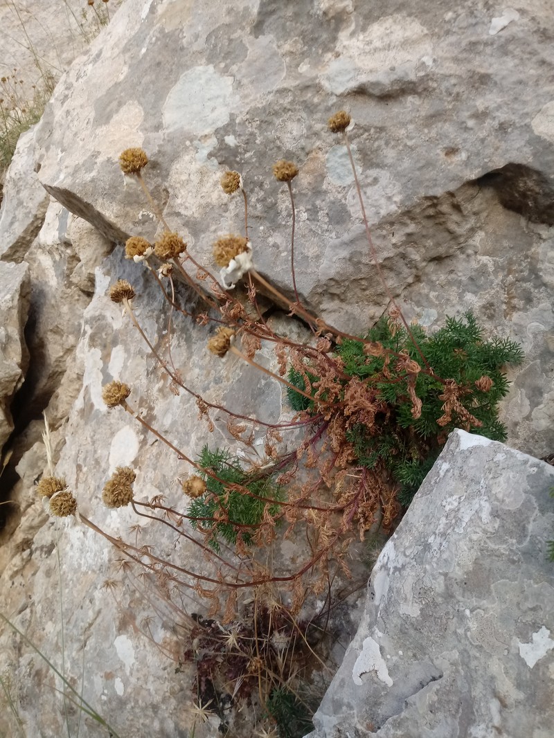 Anthemis punctata subsp. kabylica photo 3