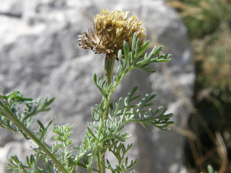 Anthemis punctata subsp. kabylica photo 4