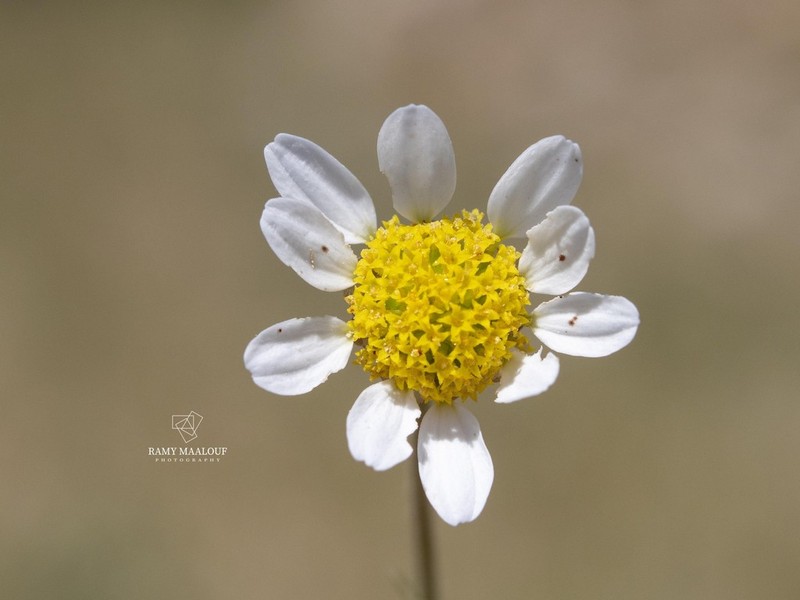 Anthemis rascheyana