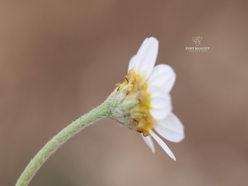 Anthemis rascheyana photo 2
